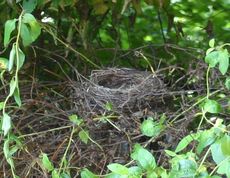 Amsel-1-Tag-1.jpg